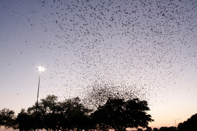 Illustration for article titled Purple Martin Migration